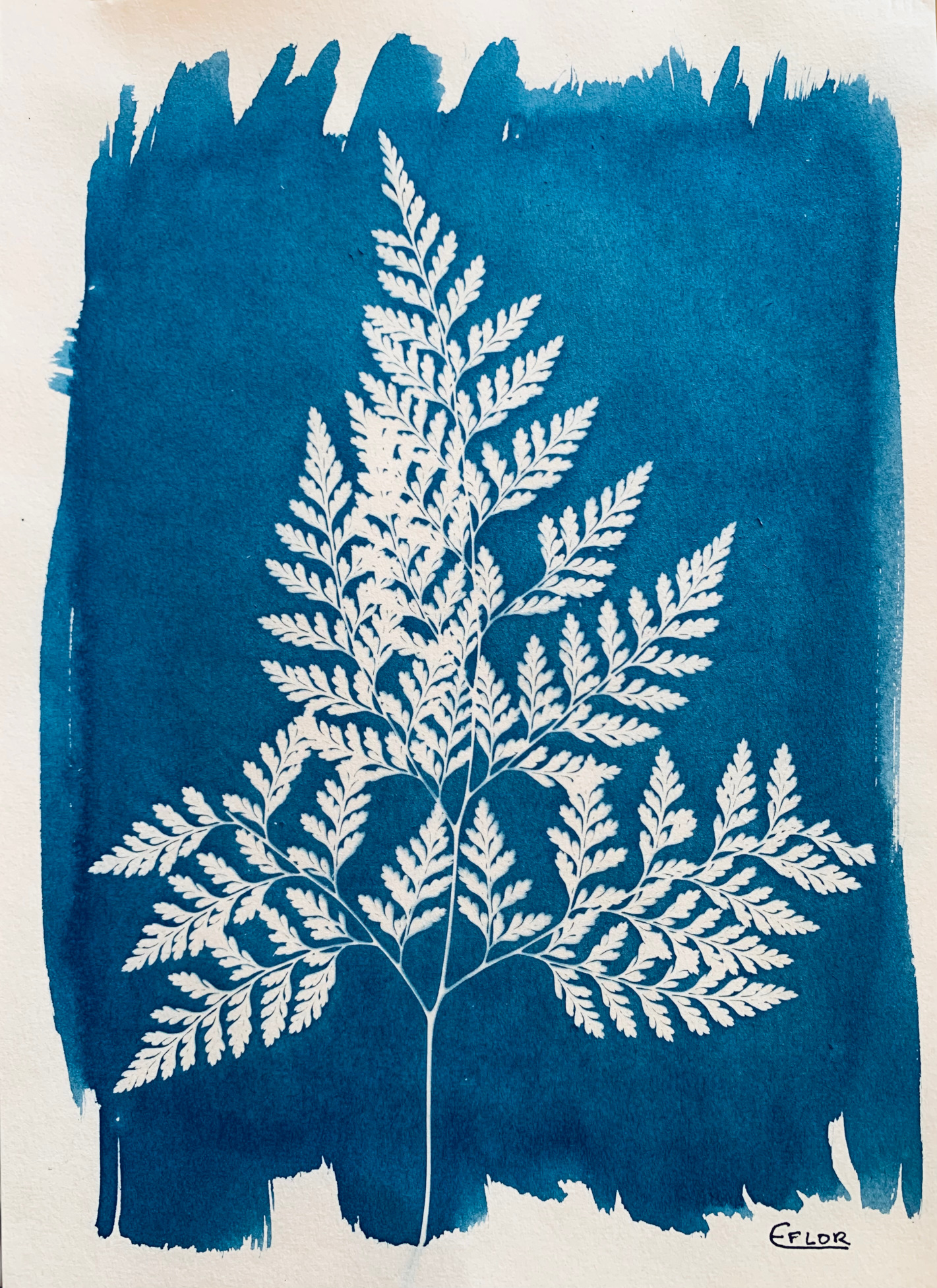 Davallia sp.