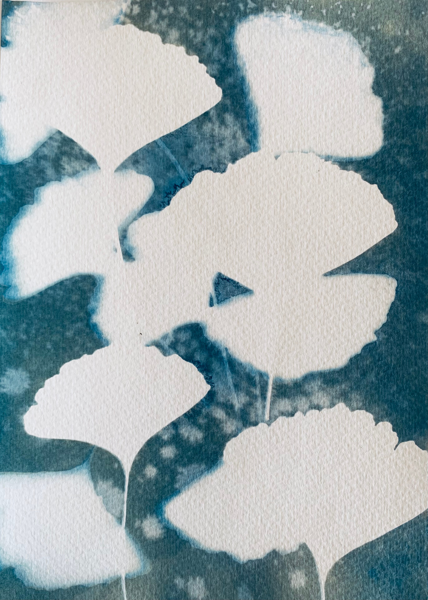 Gingko biloba