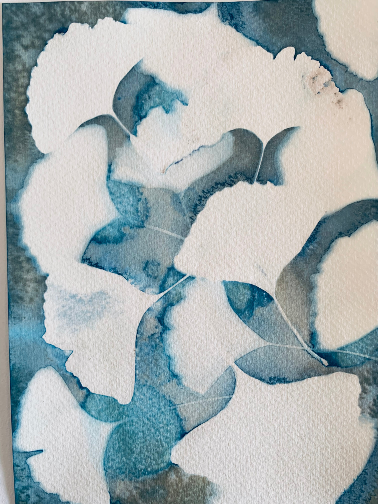 Gingko biloba
