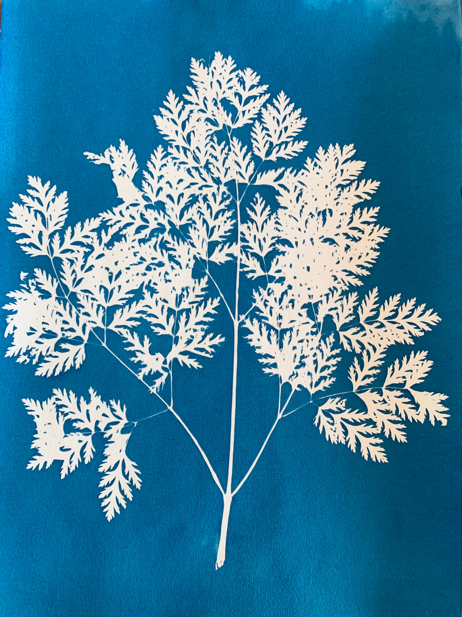 Cicuta