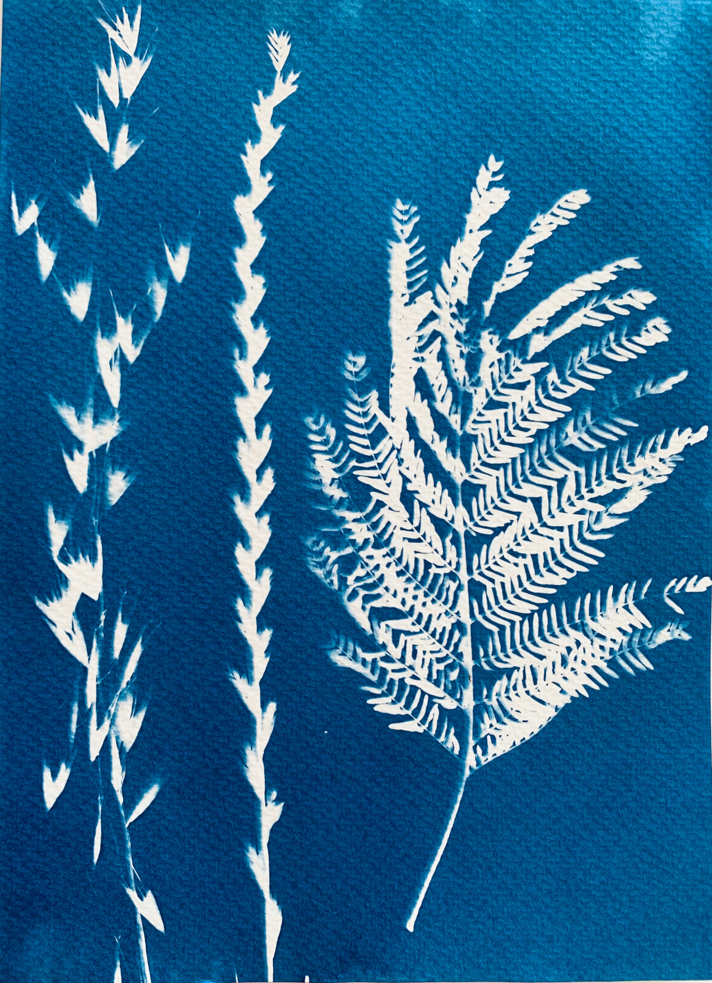 Gramíneas e Acacia