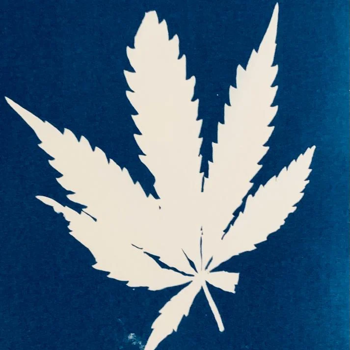 Cannabis sativa