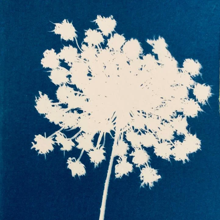 Daucus carota
