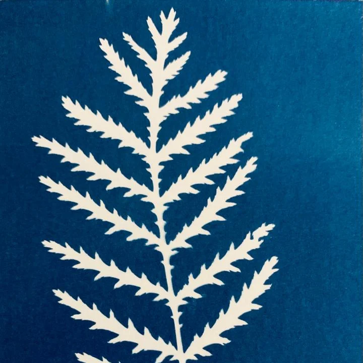Tanacetum vulgare